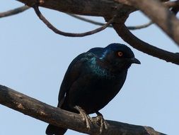 glossy starling on a branch on a tree close-up
