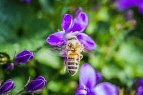 bee on the purple garden flower