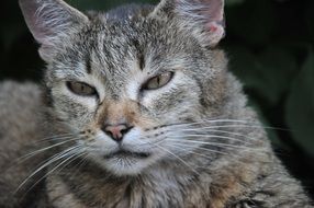 lazy grey domestic cat