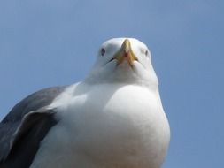 seagull under the summer sun close-up