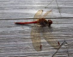 dragonfly on a wooden surface