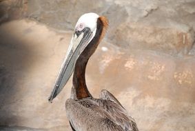 Brown Pelican drawing