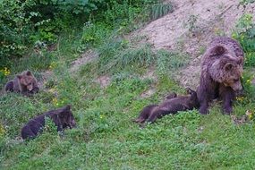 brown bears on green grass