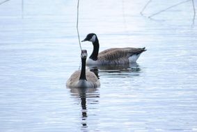 two canada geese on lake