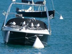 sitting seagulls on a yacht