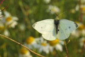 Butterfly in summer