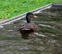 duck swims on the pond near the shore