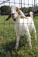 goat in the petting zoo on a sunny day