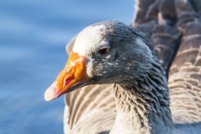 closeup picture of goose on a pond