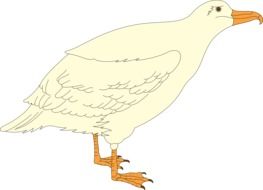 drawing white gull