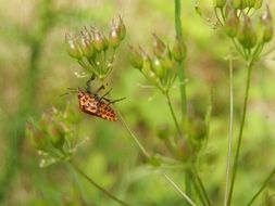 Insect in summer field