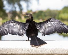 seabird before taking flight