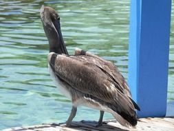 Pelican on waterside, back view