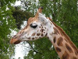 Portrait of giraffe head on a background of green trees in a zoo