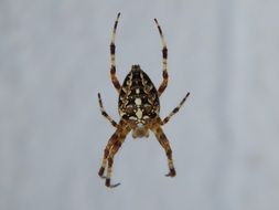 spider hanging on the cobweb