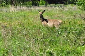 Deer in a grass