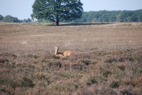 the deer lies in the middle of the field in the dry grass