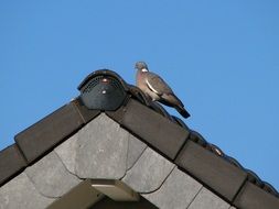 beautiful dove on the roof
