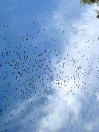 distant Flock Of Birds at Sky