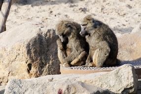 Baboon Couple sitting on a stones