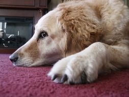 Cute canine Relaxing at home