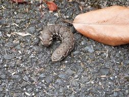 caterpillar on the ground near a dry leaf