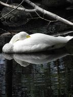 Beautiful and cute white swan sleeping on the pond