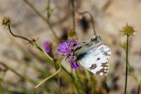 Closeup picture of butterfly sits on a flowering plant