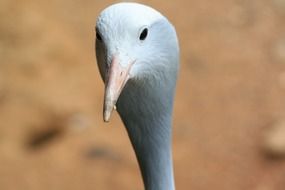 portrait of the gray crane