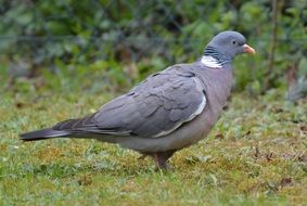 Dove Grey Bird