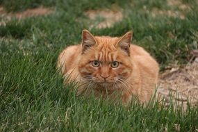 red Cat lays on green Grass Outdoor