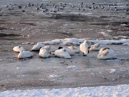 swans on the shore in winter