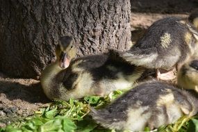 ducks on the grass near the tree