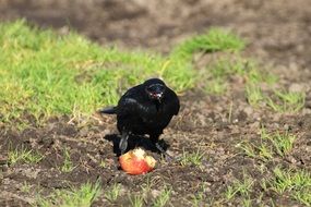 black crow eating an apple