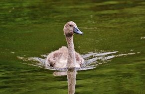 swan swimming along the lake