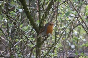 robin perched on the tree branch