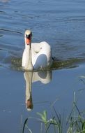 Sublime white swan