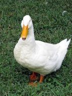 beautiful White Duck