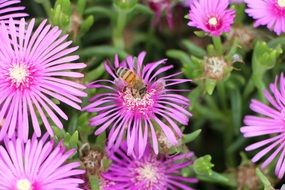 bee on purple perennial aster flower