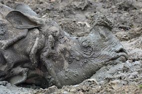 Rhino in the ground