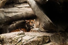 striped predator on a rock