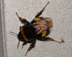 closeup of a plush bumblebee