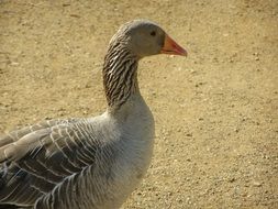 brown goose on a farm