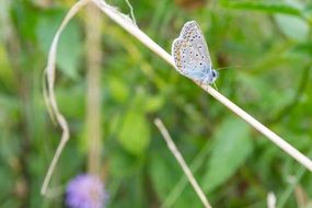 beautiful and cute white-blue Butterfly