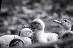 black white photo of newborn ducklings