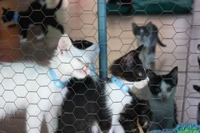 Kittens in the kennel