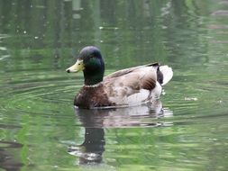 mallard on a pond close up