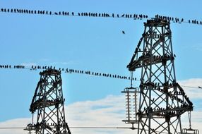 lot of birds perched power line wires and masts