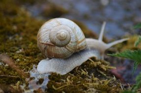 crawling snail after rain