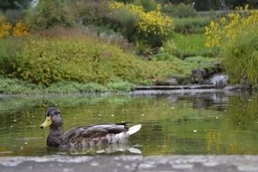 grey Duck on Pond at Park